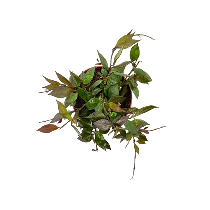 4” Hoya Krohniana Black