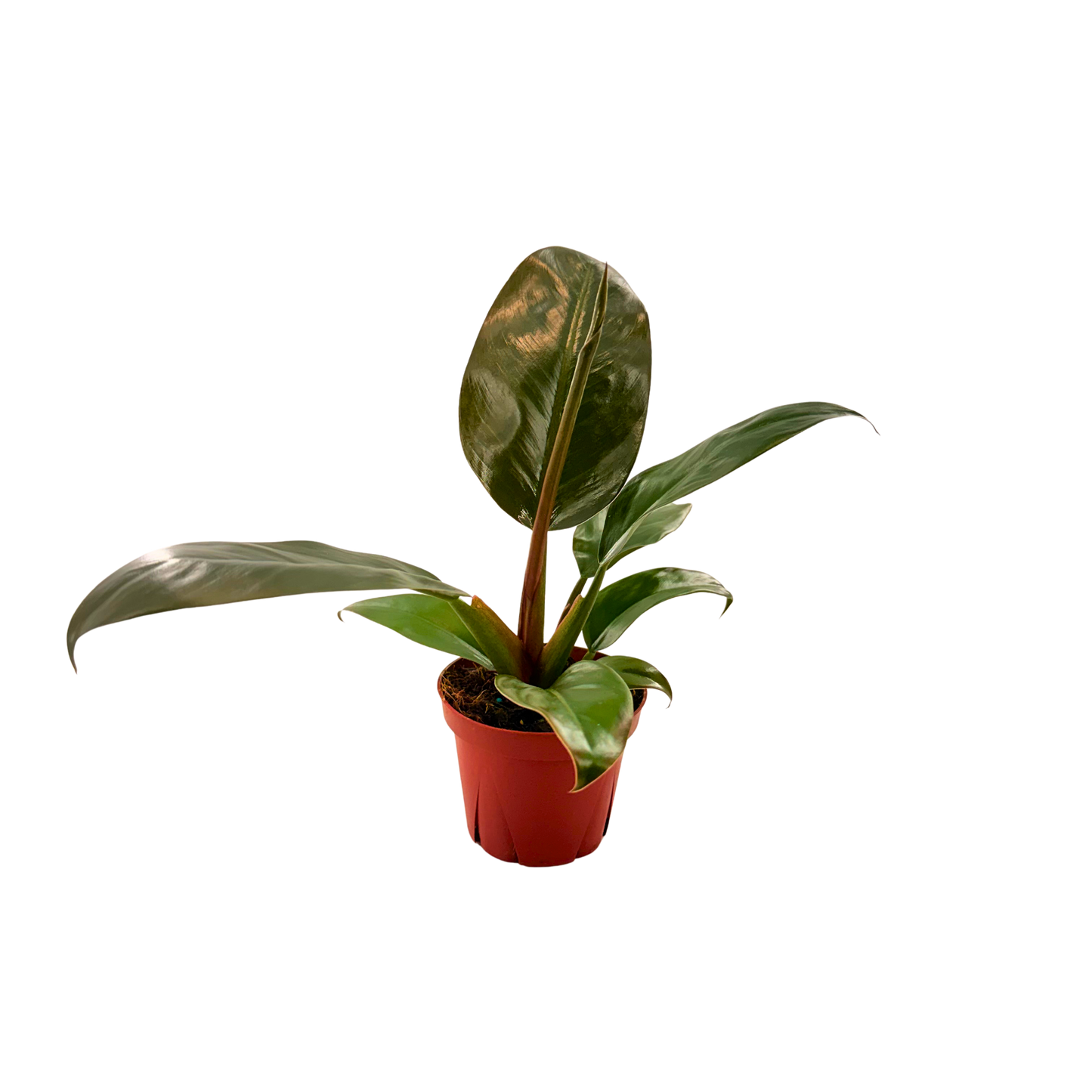 4" Philodendron Imperial Red