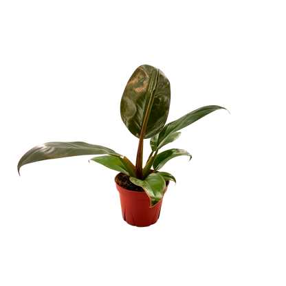 4" Philodendron Imperial Red