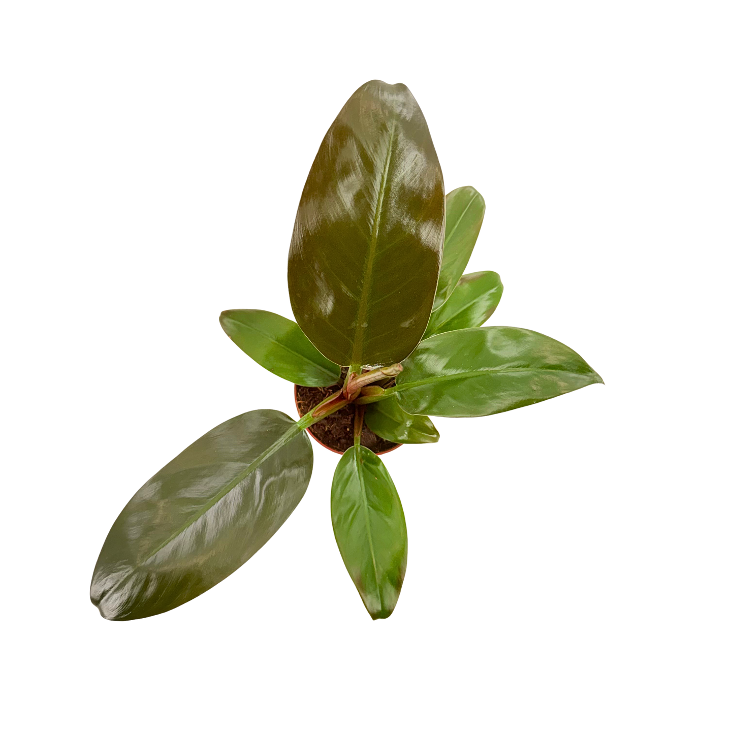 4" Philodendron Imperial Red