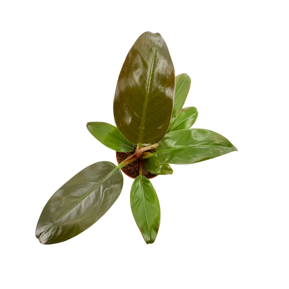 4" Philodendron Imperial Red