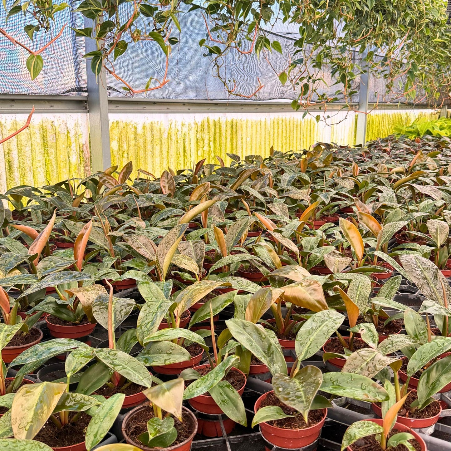 4" Philodendron Imperial Red