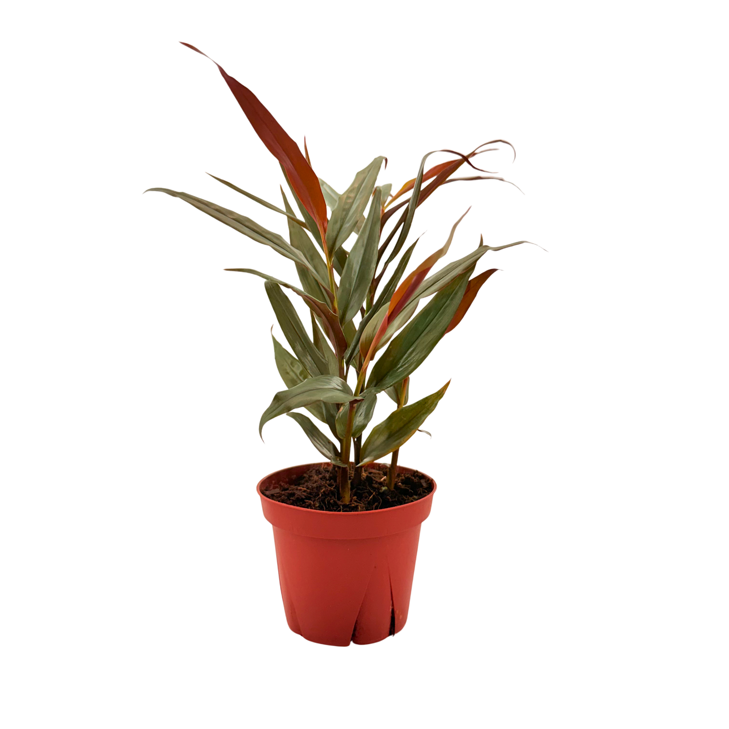 4” Red Bamboo Ginger