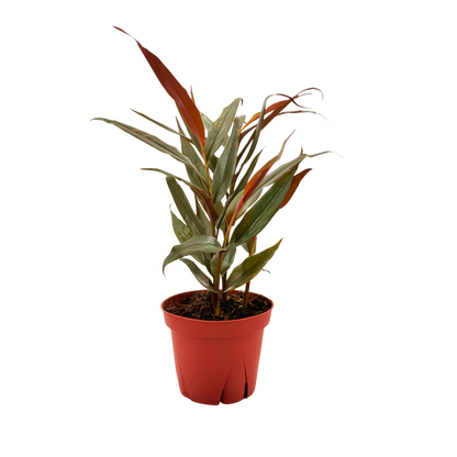 4” Red Bamboo Ginger