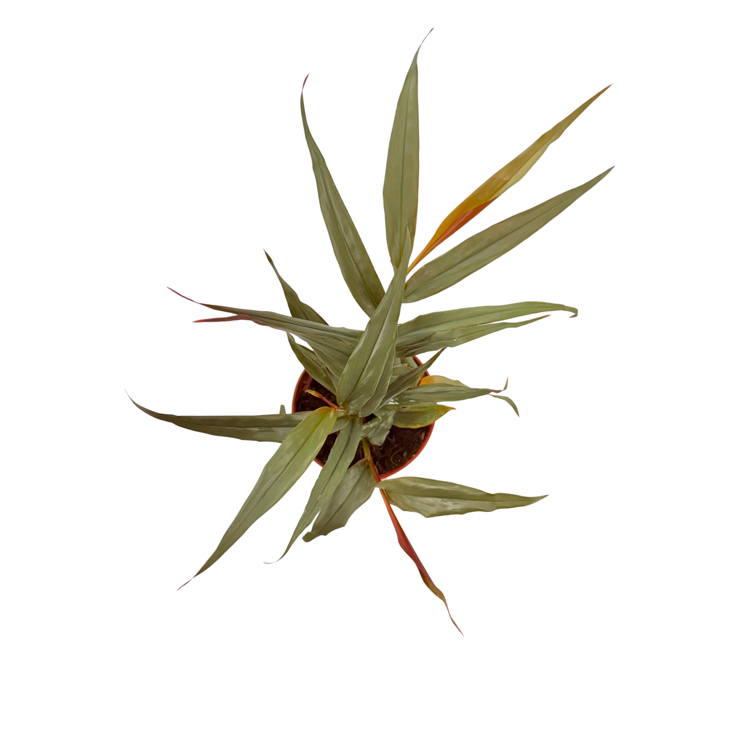 4” Red Bamboo Ginger