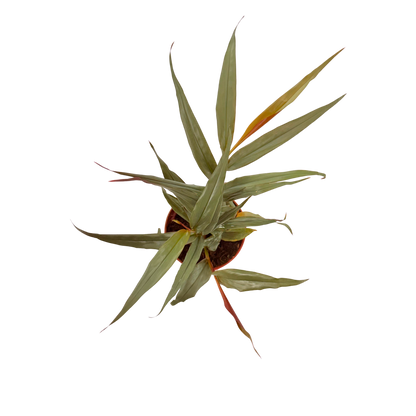 4” Red Bamboo Ginger