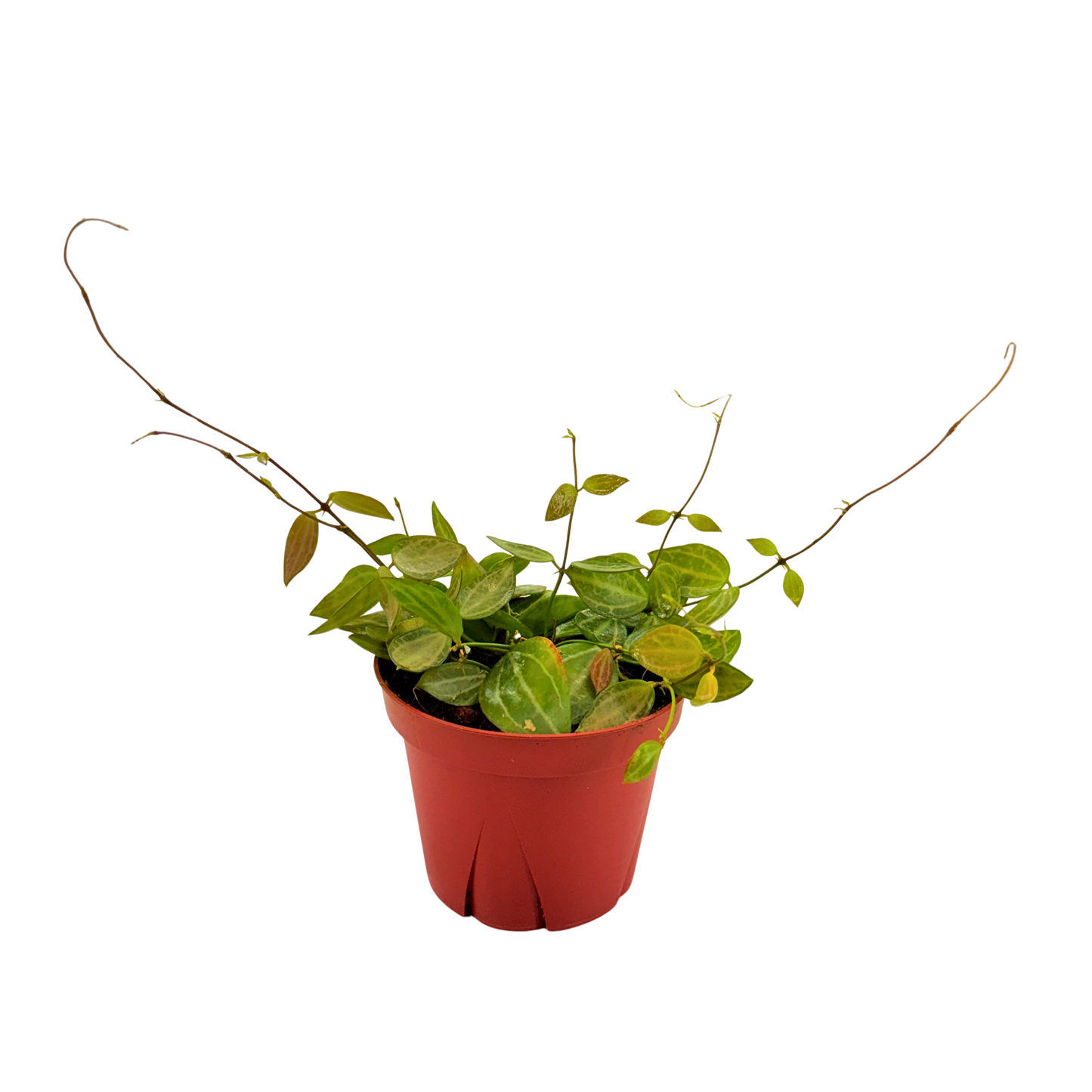 4" Dischidia Ovata Melon