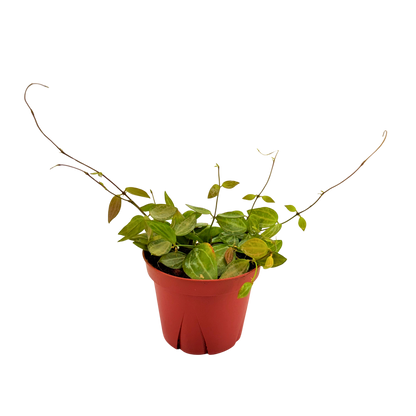 4" Dischidia Ovata Melon