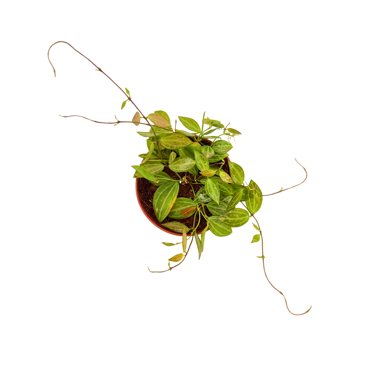 4" Dischidia Ovata Melon