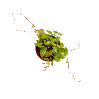 4" Dischidia Ovata Melon