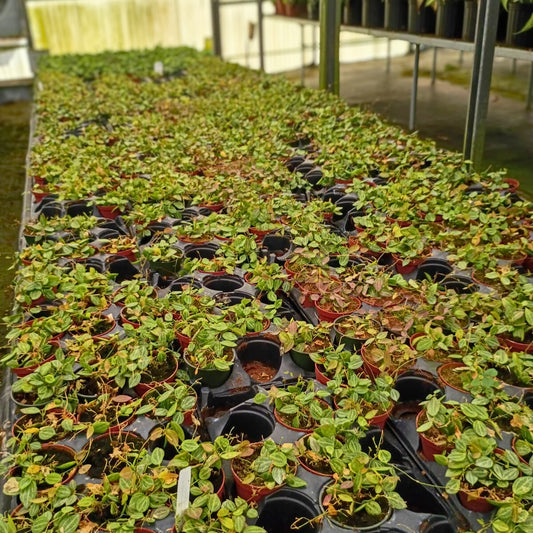 4" Dischidia Ovata Melon