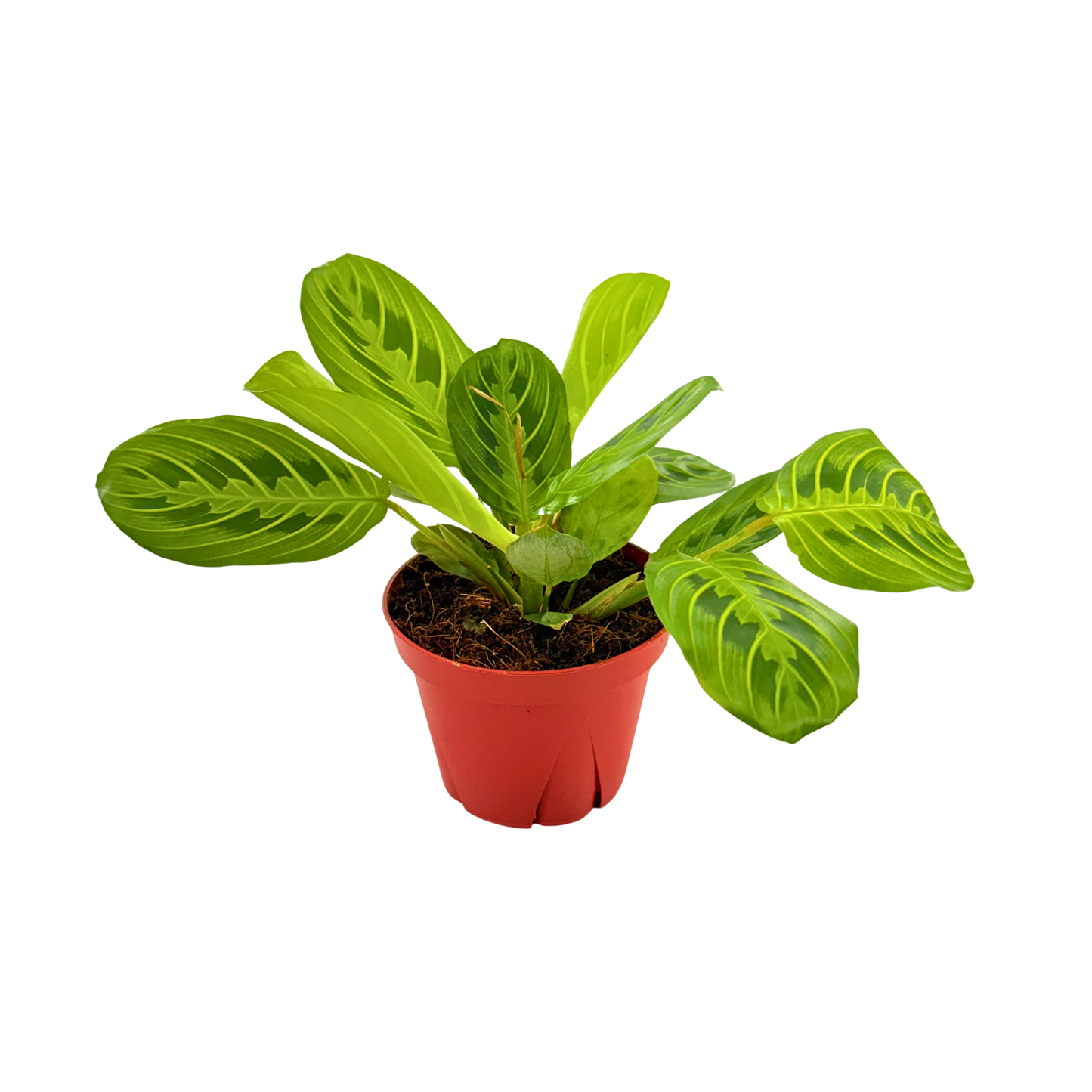 4" Maranta leuconeura 'Marisela'