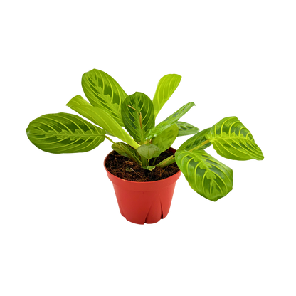 4" Maranta leuconeura 'Marisela'