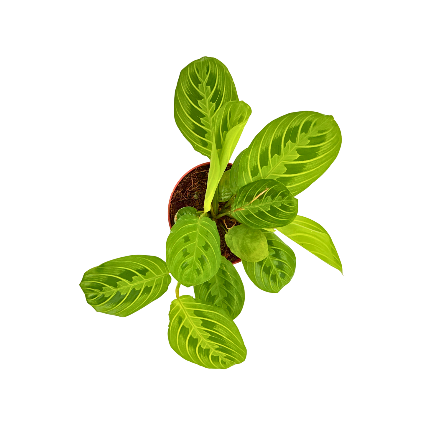 4" Maranta leuconeura 'Marisela'