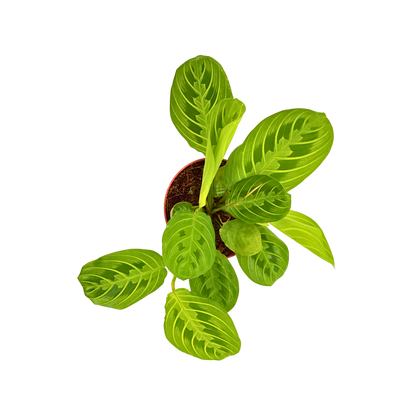 4" Maranta leuconeura 'Marisela'