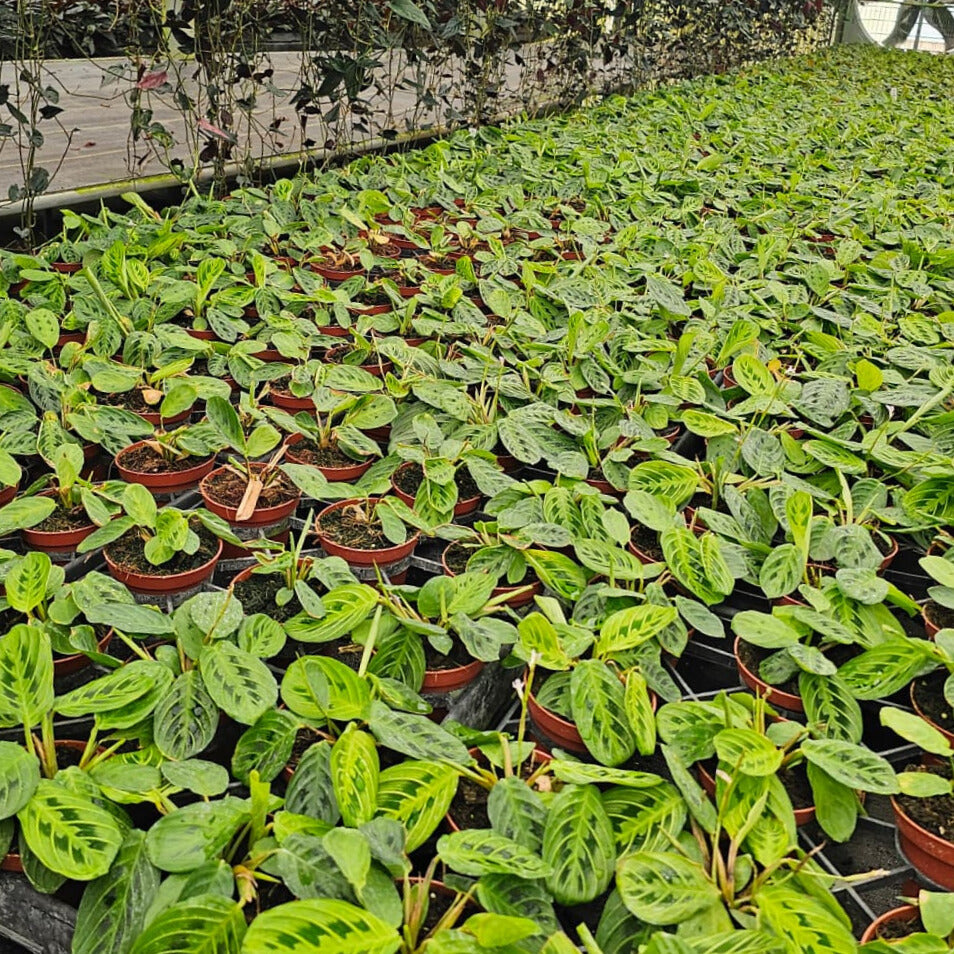 4" Maranta leuconeura 'Marisela'