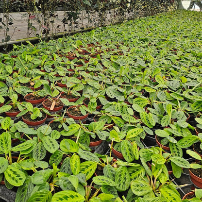 4" Maranta leuconeura 'Marisela'