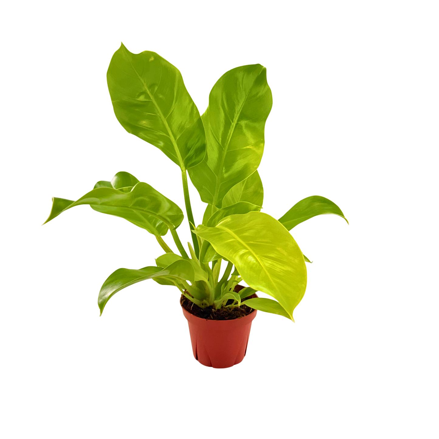 4" Philodendron Moonlight