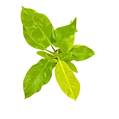 4" Philodendron Moonlight