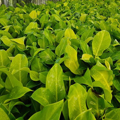 4" Philodendron Moonlight