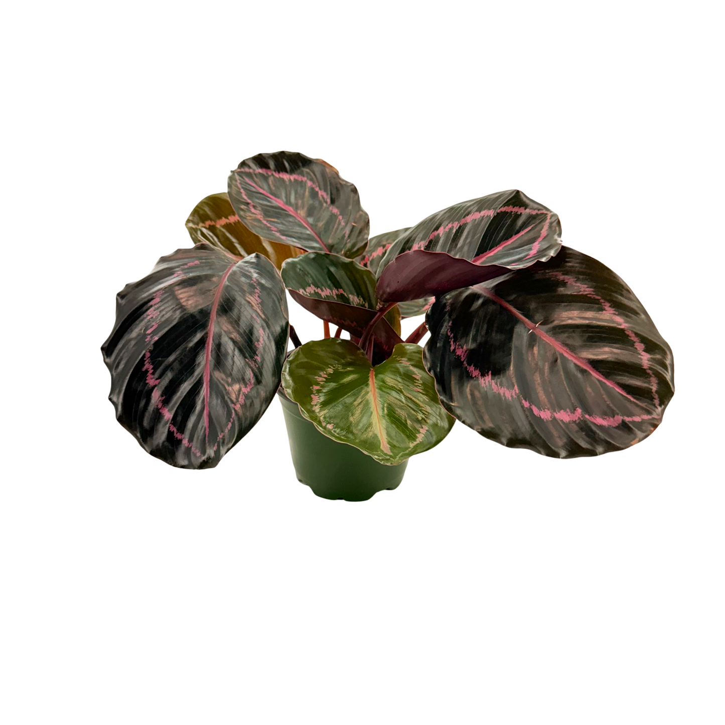 4” Calathea Roseopicta Dottie