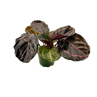 4” Calathea Roseopicta Dottie