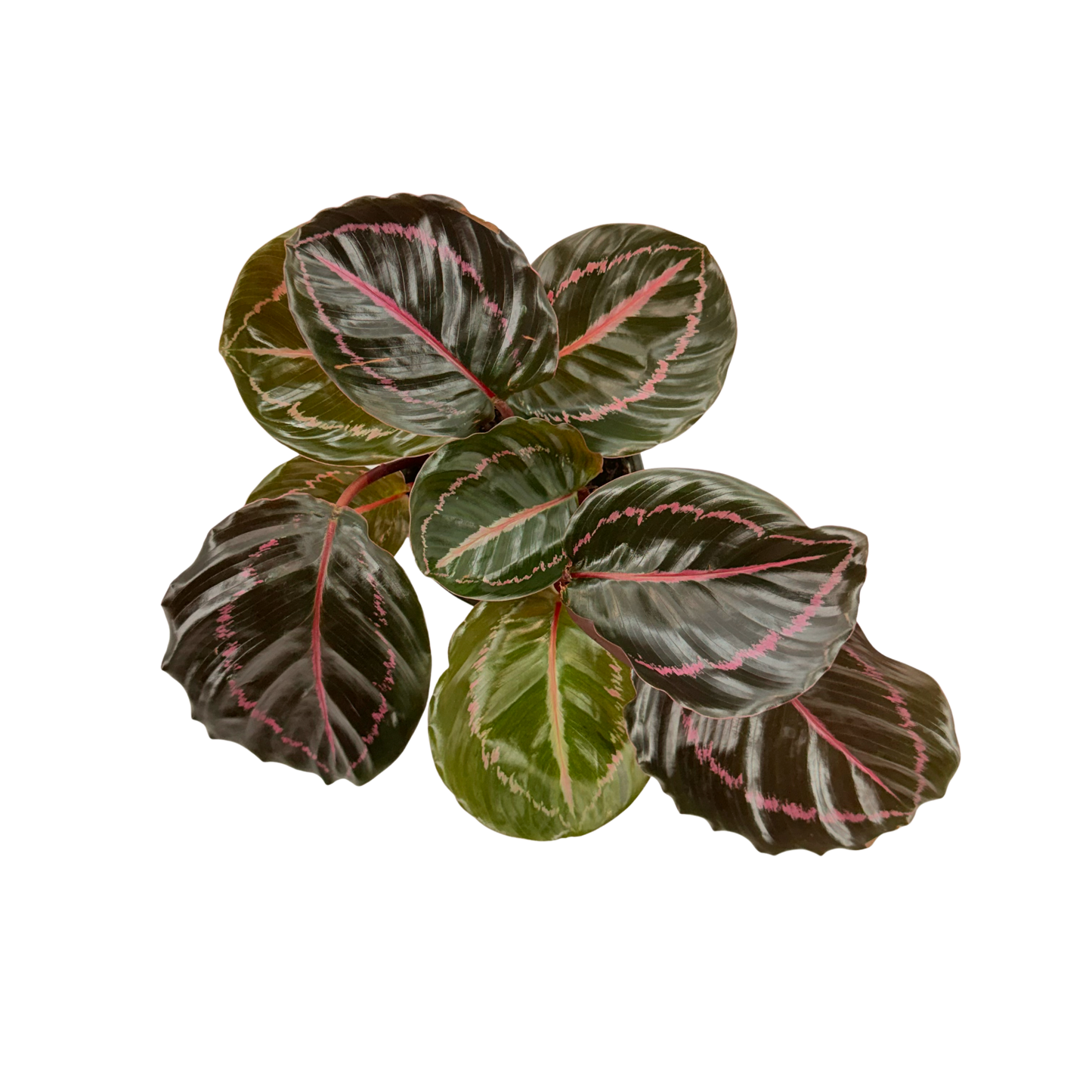 4” Calathea Roseopicta Dottie