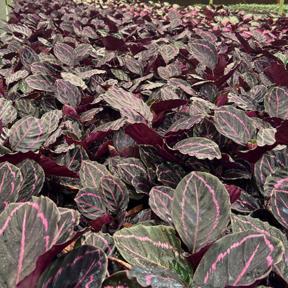 4” Calathea Roseopicta Dottie