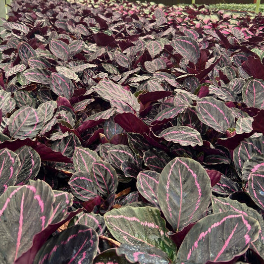 4” Calathea Roseopicta Dottie