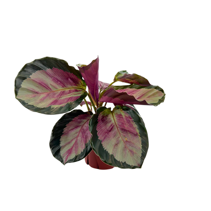 4” Calathea Pale Rosy