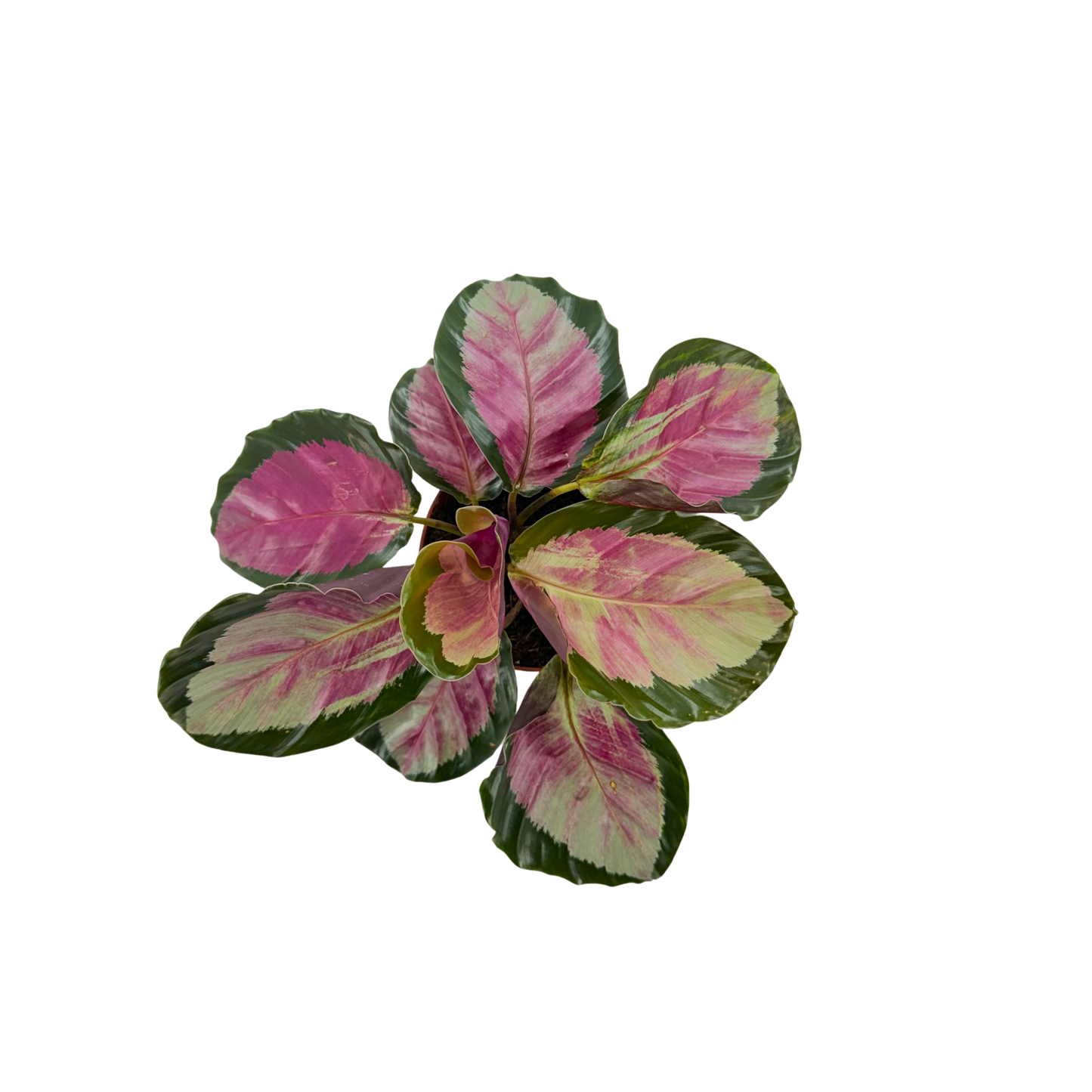 4” Calathea Pale Rosy