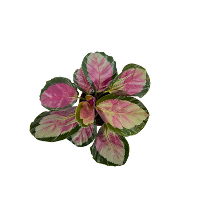 4” Calathea Pale Rosy