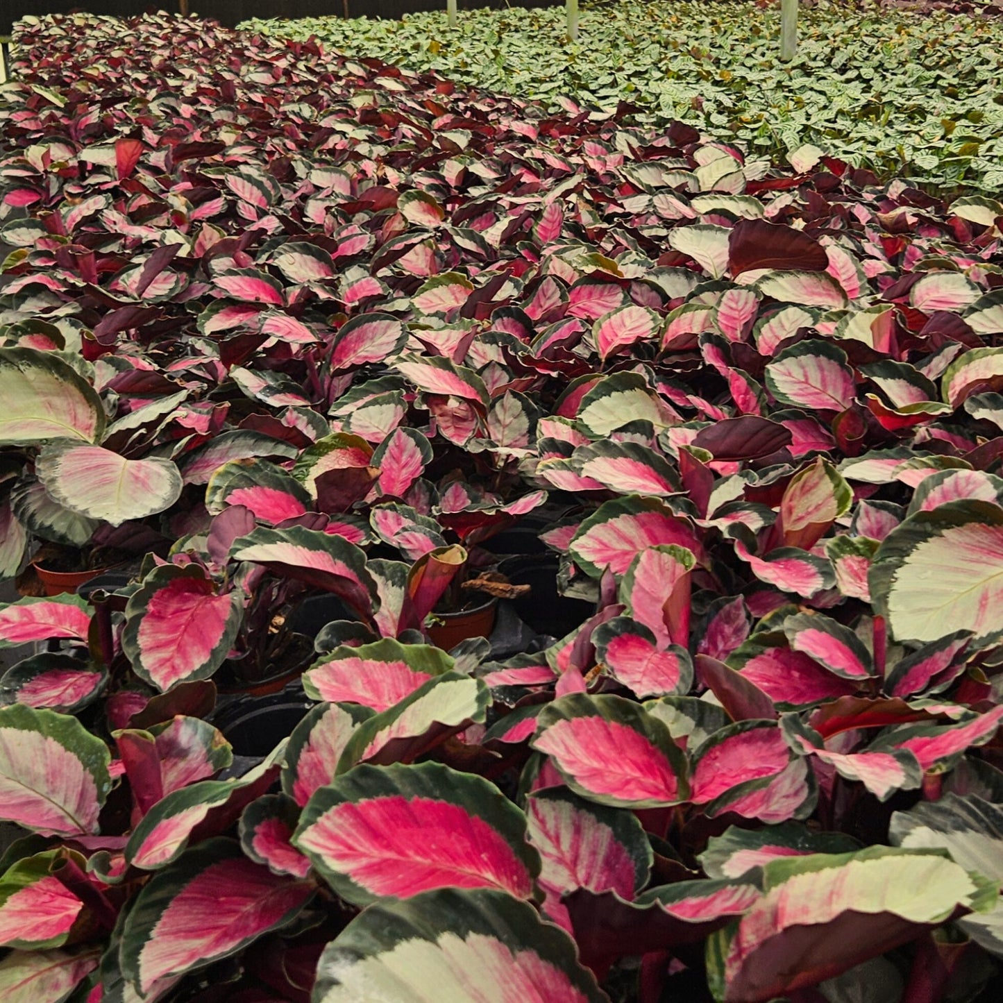 4” Calathea Pale Rosy