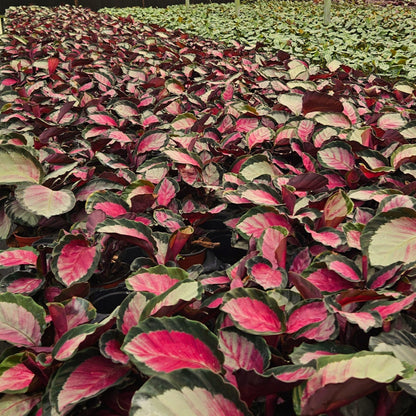4” Calathea Pale Rosy