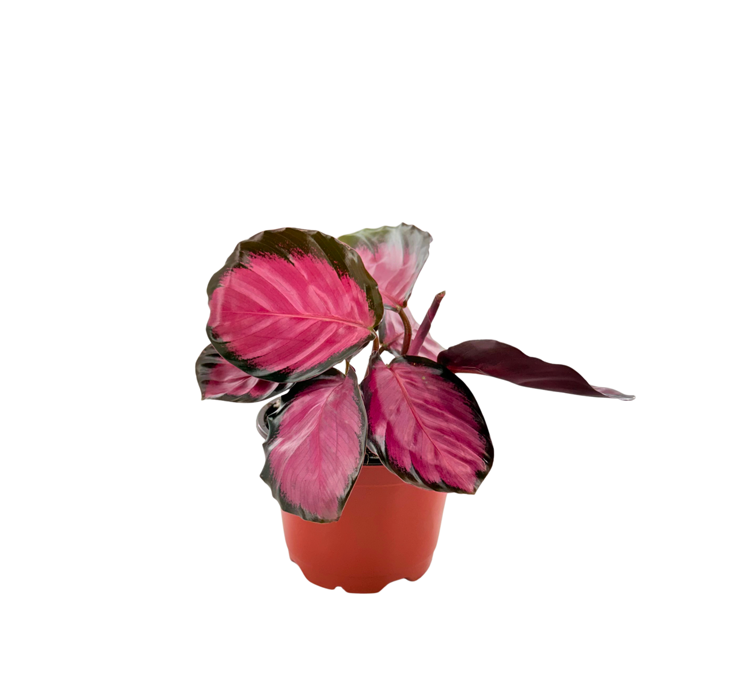 4" Calathea Rosy