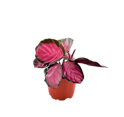 4" Calathea Rosy
