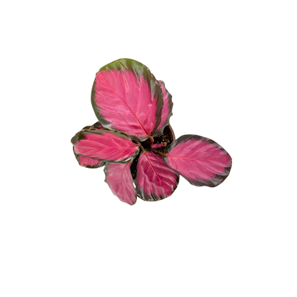 4" Calathea Rosy