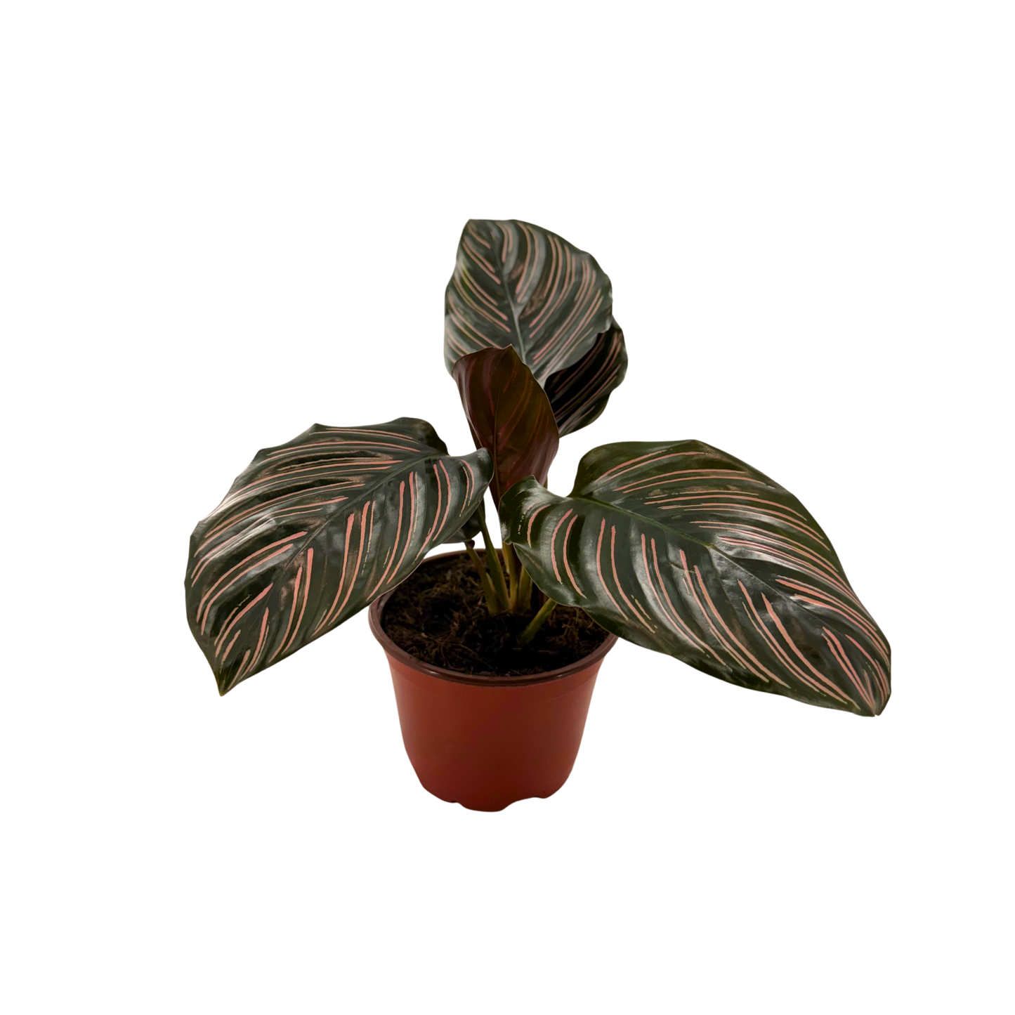 4” Calathea Ornata