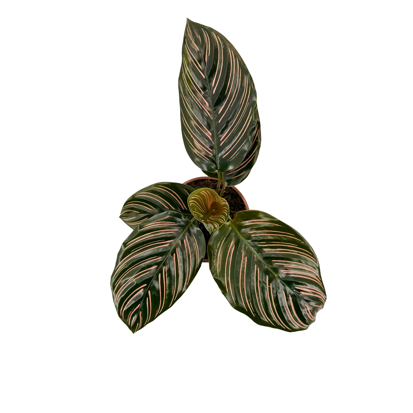 4” Calathea Ornata