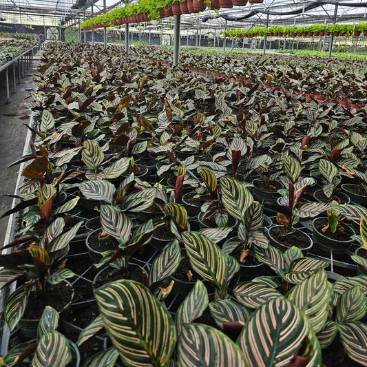 4” Calathea Ornata