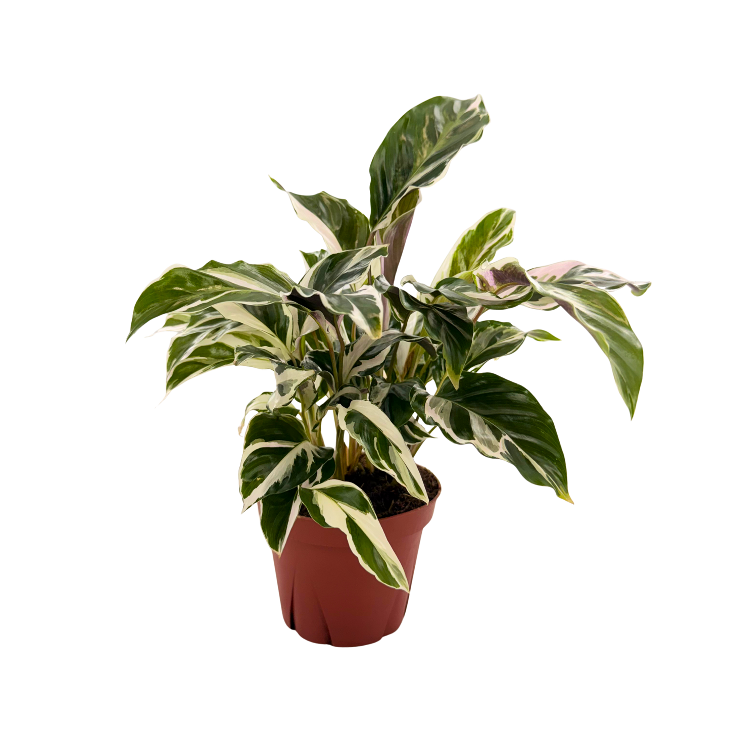 4” Calathea Fusion White (PP26187) Propagation Strictly Prohibited