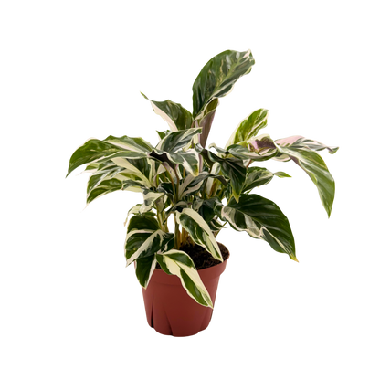 4” Calathea Fusion White (PP26187) Propagation Strictly Prohibited