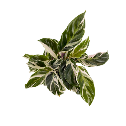 4” Calathea Fusion White (PP26187) Propagation Strictly Prohibited