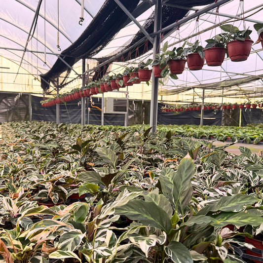 4” Calathea Fusion White (PP26187) Propagation Strictly Prohibited