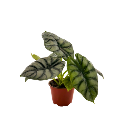 4” Alocasia Silver Dragon