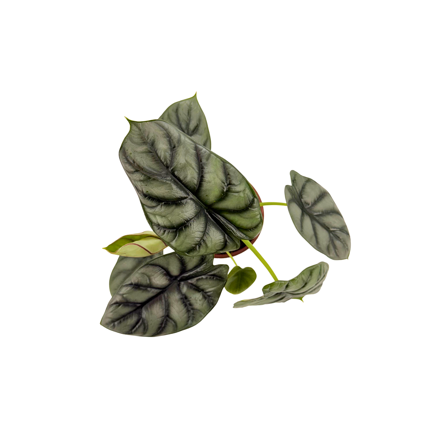 4” Alocasia Silver Dragon