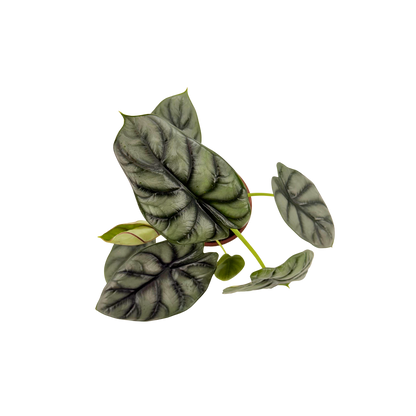 4” Alocasia Silver Dragon
