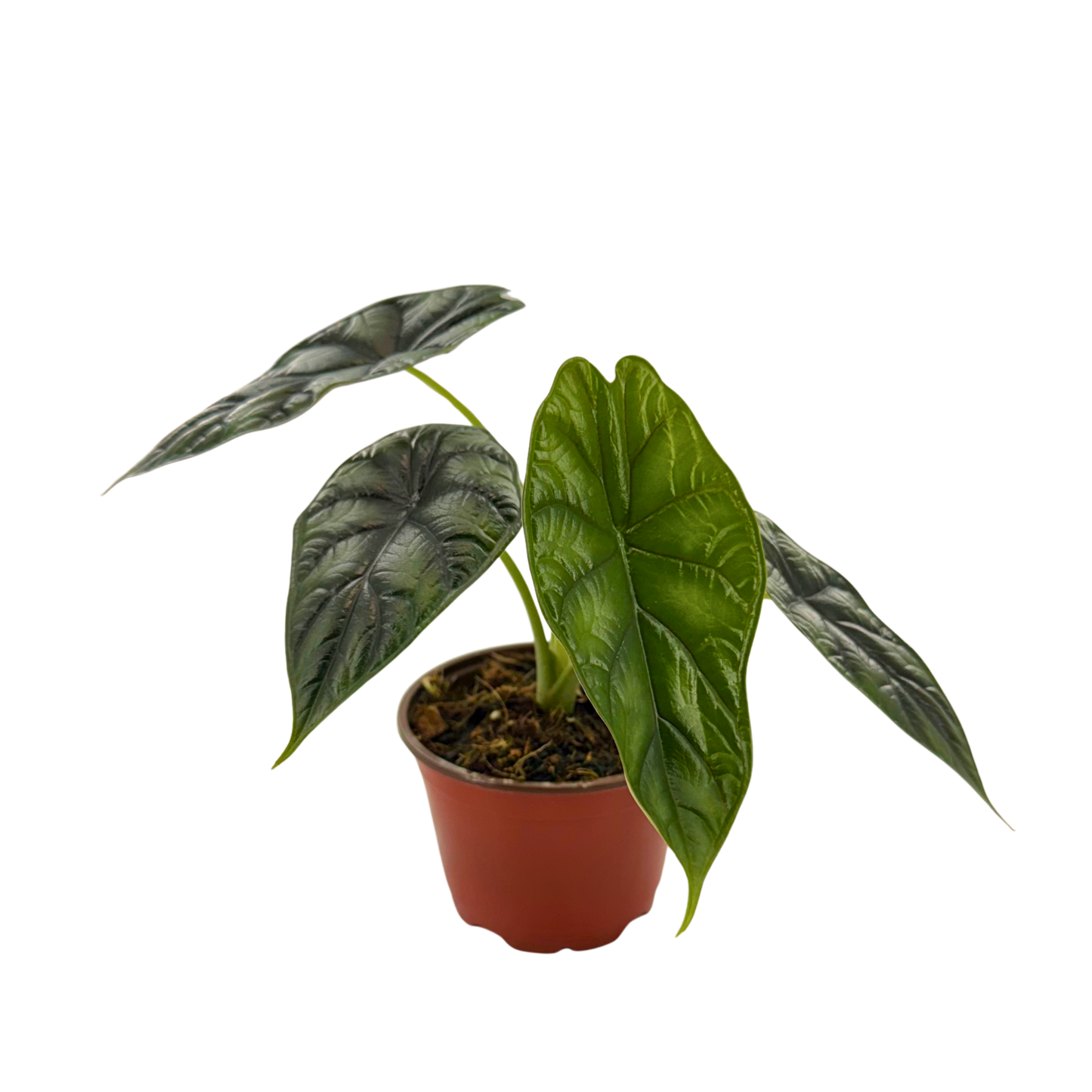 4” Alocasia Dragon Scale