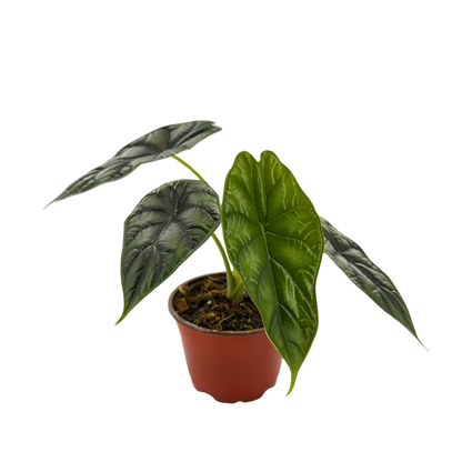 4” Alocasia Dragon Scale