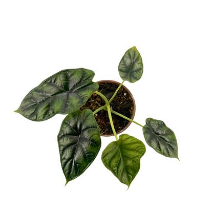 4” Alocasia Dragon Scale